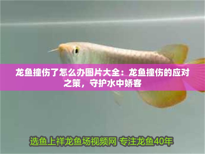 龍魚撞傷了怎么辦圖片大全：龍魚撞傷的應(yīng)對(duì)之策，守護(hù)水中嬌客 龍魚撞傷了怎么辦圖片大全：龍魚撞傷的應(yīng)對(duì)之策，守護(hù)水中嬌客 龍魚百科 第1張
