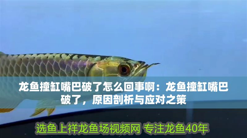 龍魚撞缸嘴巴破了怎么回事啊：龍魚撞缸嘴巴破了，原因剖析與應(yīng)對(duì)之策