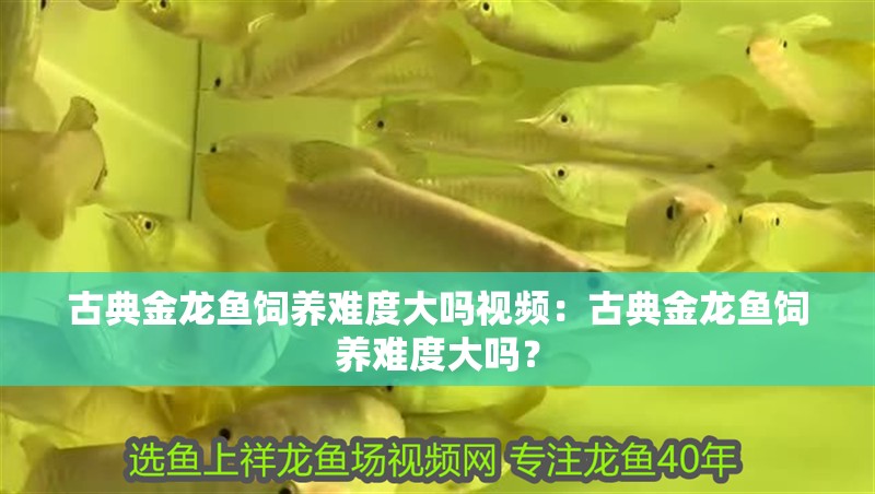 古典金龍魚飼養難度大嗎視頻：古典金龍魚飼養難度大嗎？