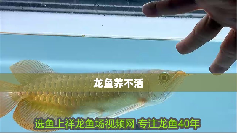龍魚養不活