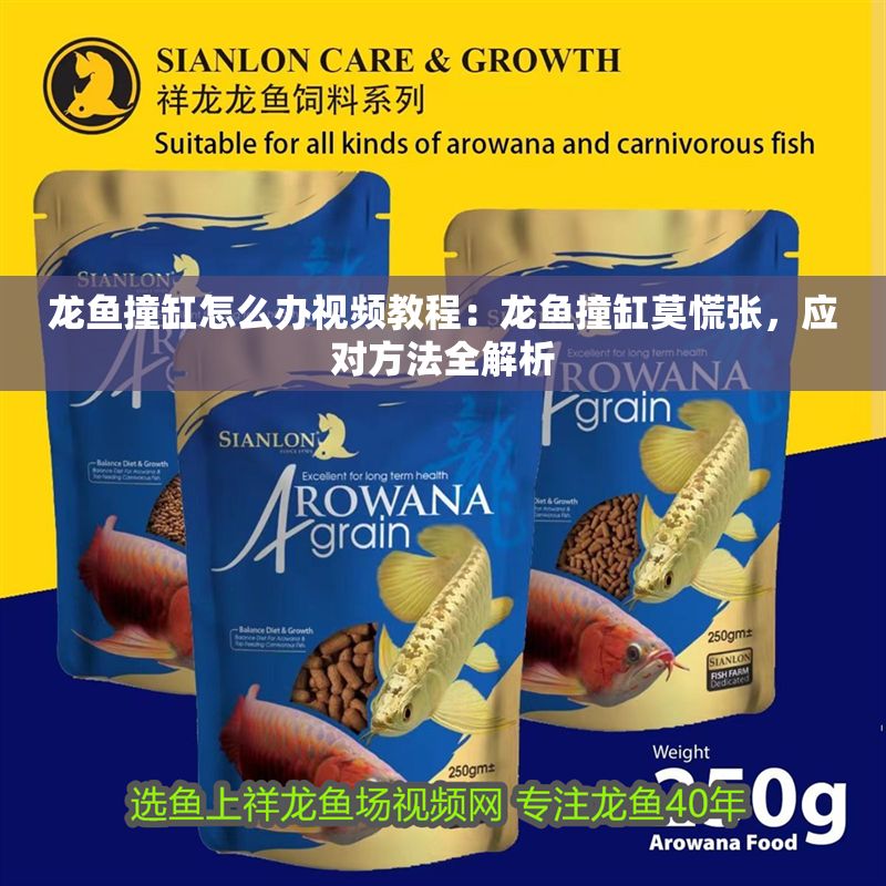 龍魚撞缸怎么辦視頻教程：龍魚撞缸莫慌張，應對方法全解析