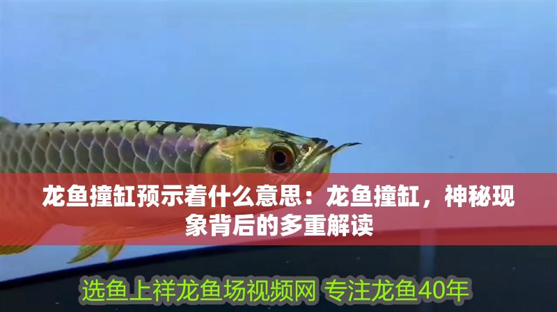 龍魚撞缸預(yù)示著什么意思：龍魚撞缸，神秘現(xiàn)象背后的多重解讀