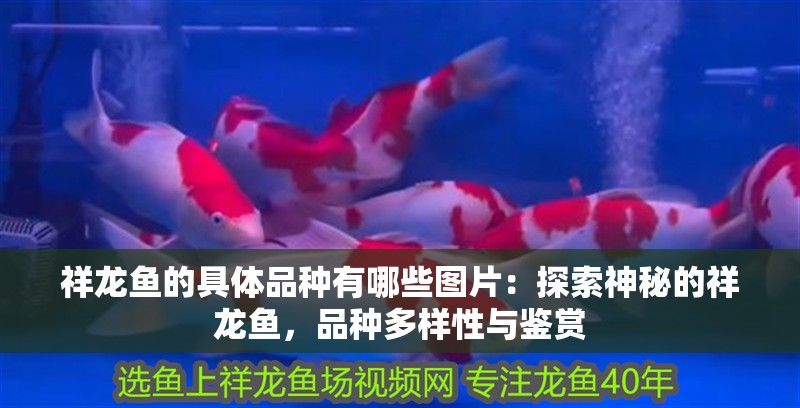 龍魚的價格與養殖的價格一樣嗎？：龍魚的價格與養殖成本一樣嗎？