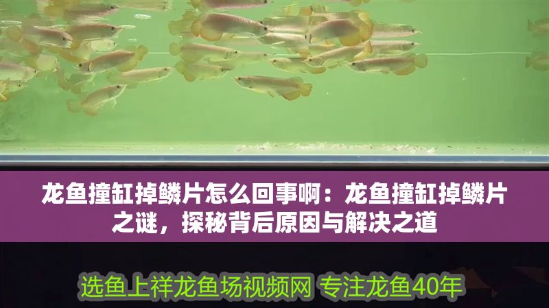 龍魚撞缸掉鱗片怎么回事啊：龍魚撞缸掉鱗片之謎，探秘背后原因與解決之道