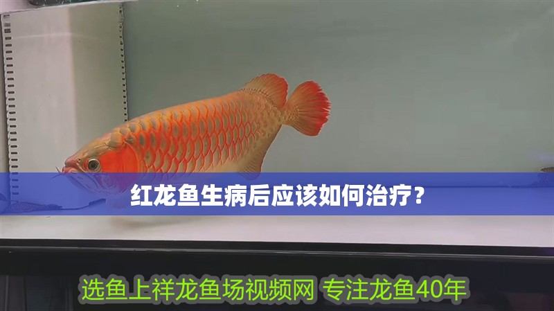 紅龍魚生病后應(yīng)該如何治療？