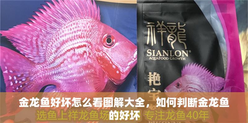 金龍魚好壞怎么看圖解大全，如何判斷金龍魚的好壞