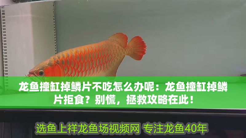 龍魚撞缸掉鱗片不吃怎么辦呢：龍魚撞缸掉鱗片拒食？別慌，拯救攻略在此！