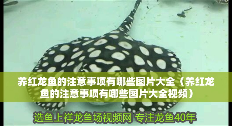 養(yǎng)紅龍魚的注意事項(xiàng)有哪些圖片大全（養(yǎng)紅龍魚的注意事項(xiàng)有哪些圖片大全視頻）