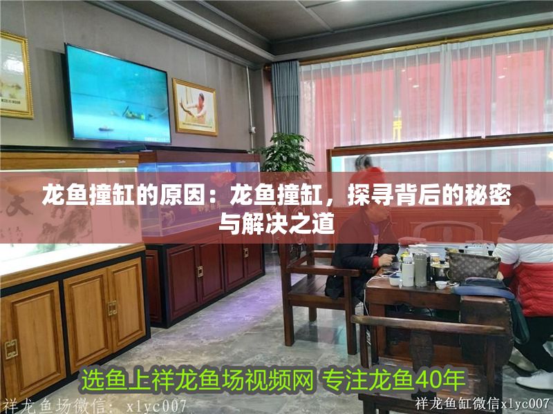 龍魚撞缸的原因：龍魚撞缸，探尋背后的秘密與解決之道
