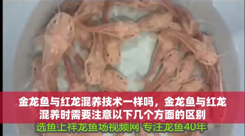 金龍魚與紅龍混養技術一樣嗎，金龍魚與紅龍混養時需要注意以下幾個方面的區別