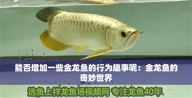 能否增加一些金龍魚的行為趣事呢：金龍魚的奇妙世界