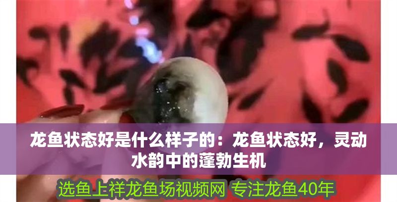 龍魚狀態(tài)好是什么樣子的：龍魚狀態(tài)好，靈動水韻中的蓬勃生機