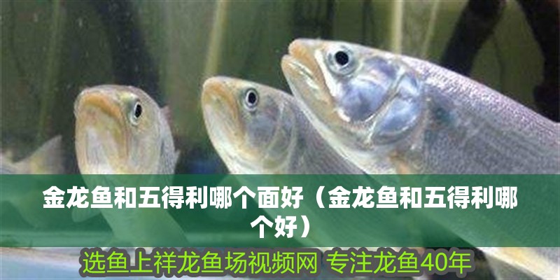 金龍魚和五得利哪個面好（金龍魚和五得利哪個好）
