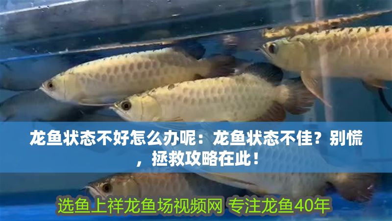 龍魚狀態不好怎么辦呢：龍魚狀態不佳？別慌，拯救攻略在此！