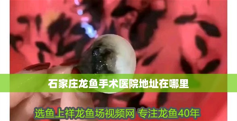 石家莊龍魚(yú)手術(shù)醫(yī)院地址在哪里