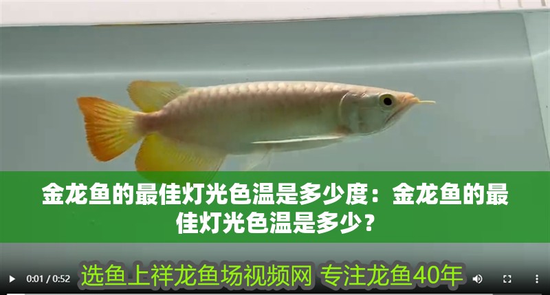 金龍魚苗一條多少錢一只：金龍魚苗一條多少錢一只金龍魚苗一條多少錢一只