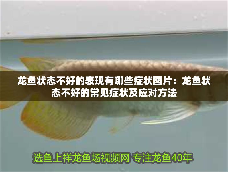 龍魚狀態不好的表現有哪些癥狀圖片：龍魚狀態不好的常見癥狀及應對方法