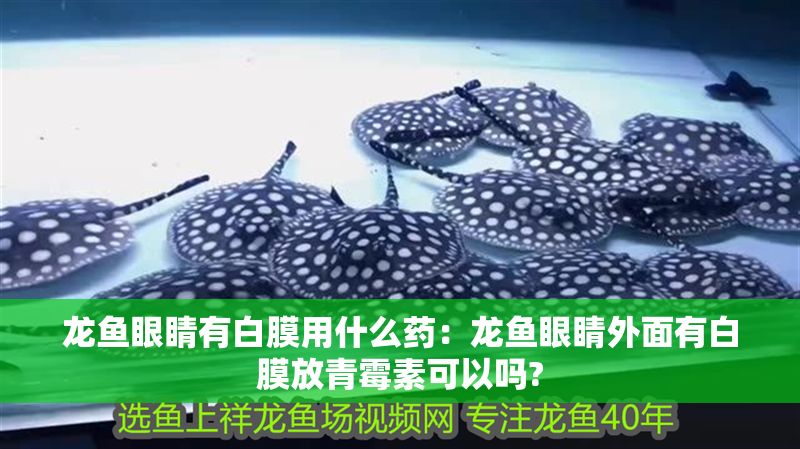 龍魚眼睛有白膜用什么藥：龍魚眼睛外面有白膜放青霉素可以嗎?
