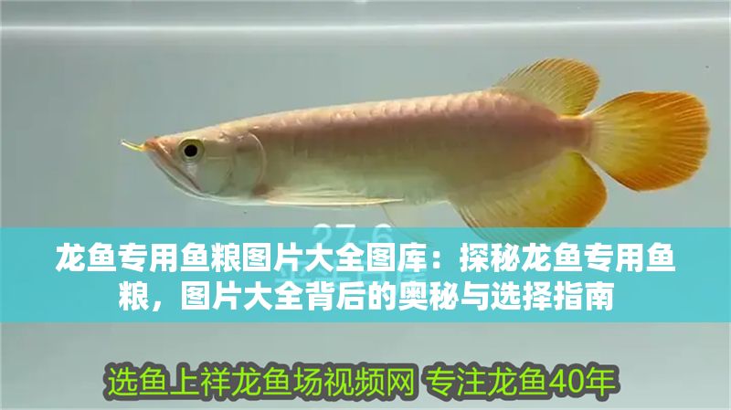 龍魚專用魚糧圖片大全圖庫：探秘龍魚專用魚糧，圖片大全背后的奧秘與選擇指南