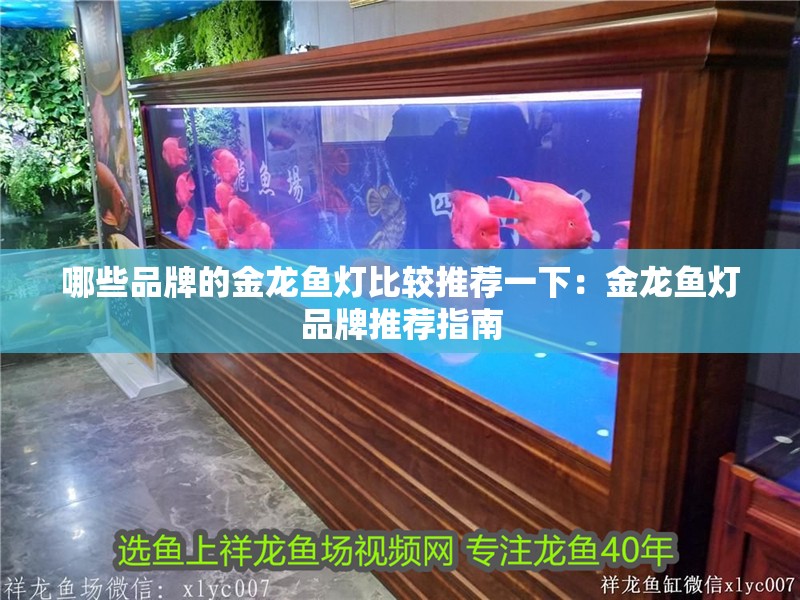 銀龍魚混養需要多大的魚缸？