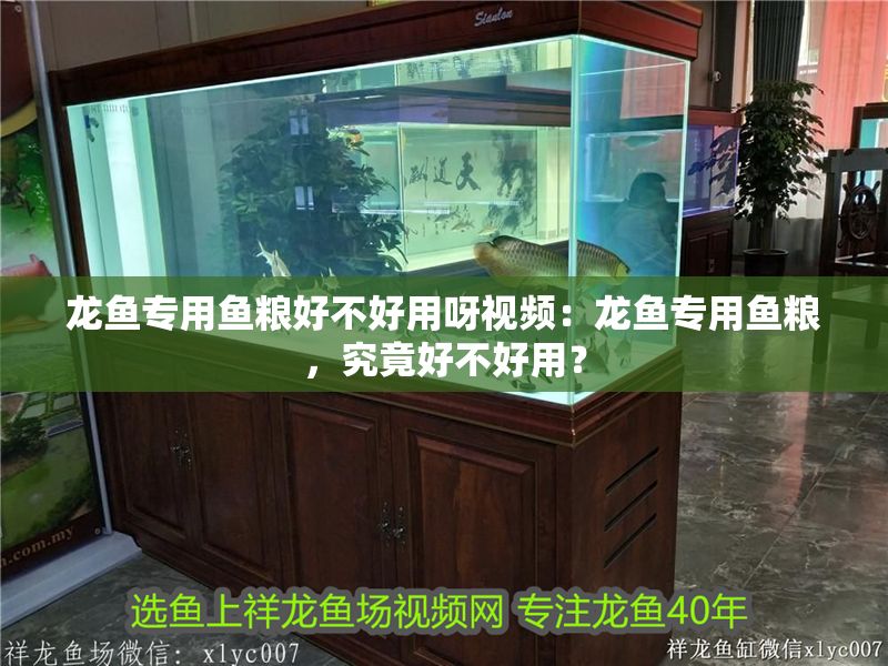 龍魚專用魚糧好不好用呀視頻：龍魚專用魚糧，究竟好不好用？