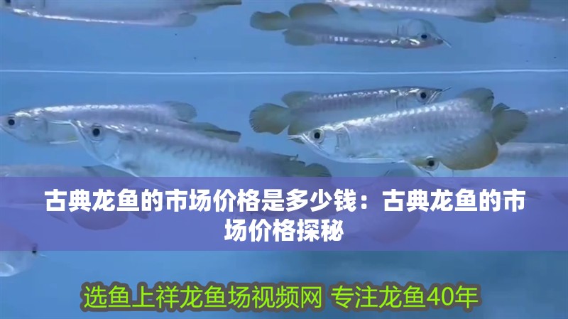 古典龍魚的市場價格是多少錢：古典龍魚的市場價格探秘