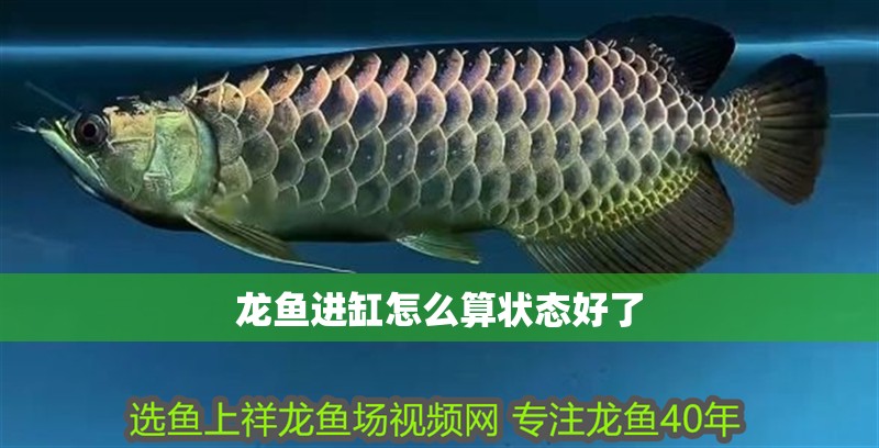 龍魚進(jìn)缸怎么算狀態(tài)好了