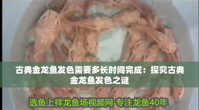 古典金龍魚發(fā)色需要多長時間完成：探究古典金龍魚發(fā)色之謎