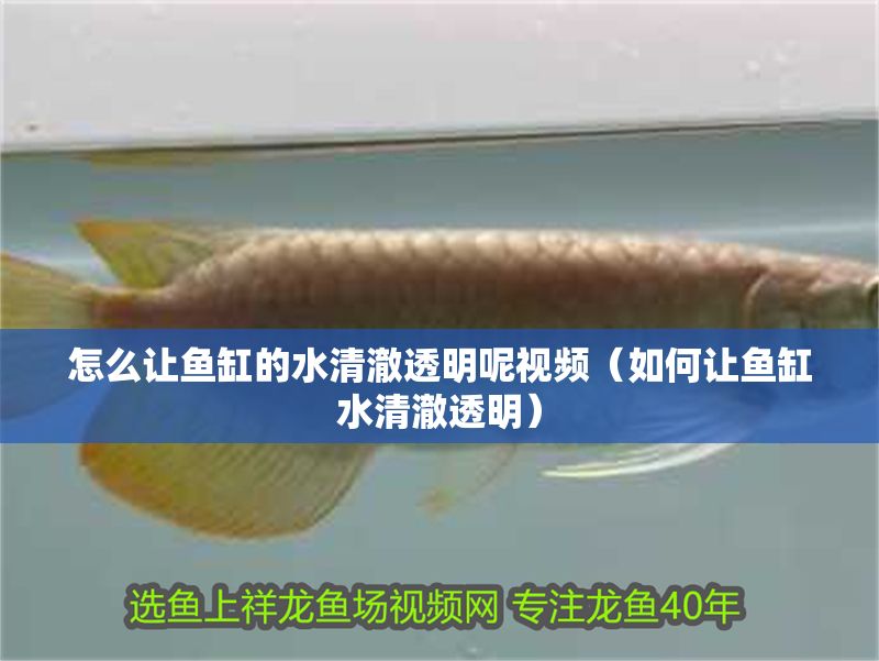 怎么讓魚缸的水清澈透明呢視頻（如何讓魚缸水清澈透明）