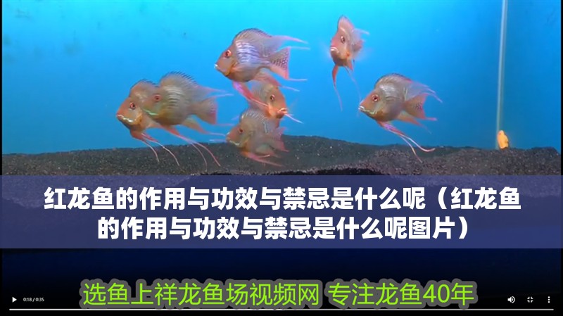 紅龍魚的作用與功效與禁忌是什么呢（紅龍魚的作用與功效與禁忌是什么呢圖片）