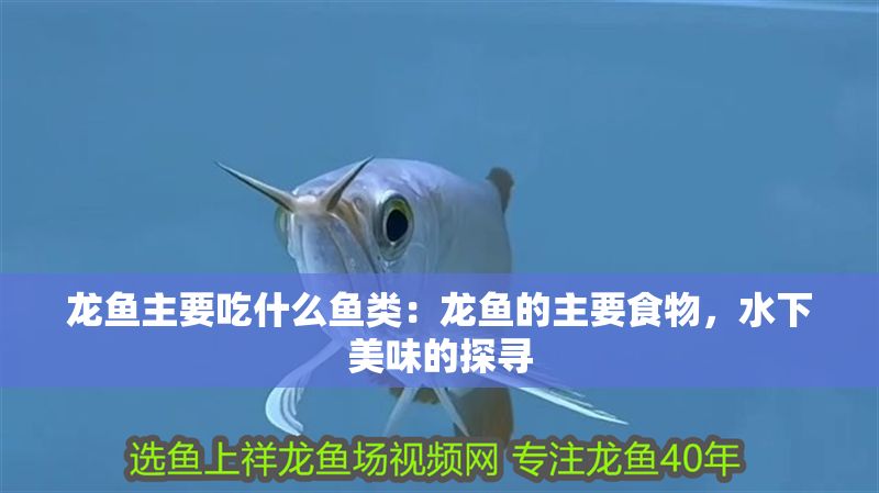 龍魚主要吃什么魚類：龍魚的主要食物，水下美味的探尋