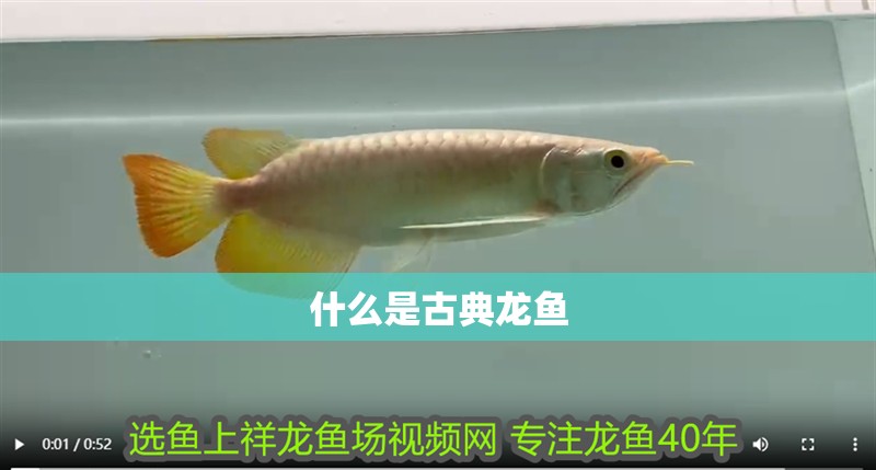 什么是古典龍魚