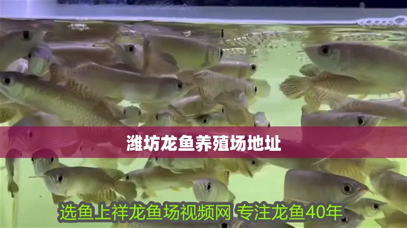濰坊龍魚養殖場地址