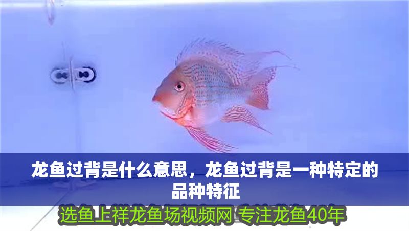 龍魚過背是什么意思，龍魚過背是一種特定的品種特征