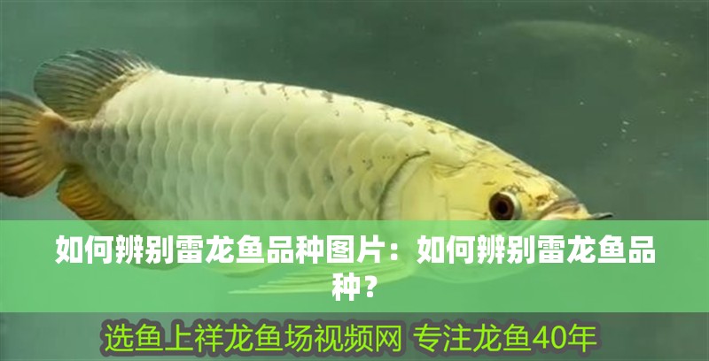 如何辨別雷龍魚品種圖片：如何辨別雷龍魚品種？