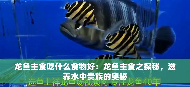 龍魚主食吃什么食物好：龍魚主食之探秘，滋養水中貴族的奧秘