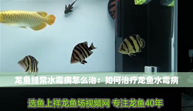 龍魚經(jīng)常水霉病怎么治：如何治療龍魚水霉病
