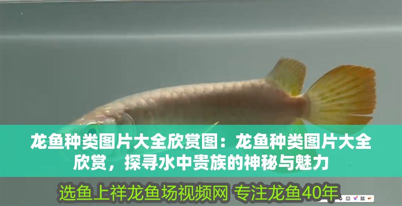龍魚種類圖片大全欣賞圖：龍魚種類圖片大全欣賞，探尋水中貴族的神秘與魅力