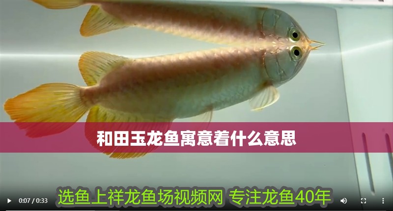和田玉龍魚寓意著什么意思