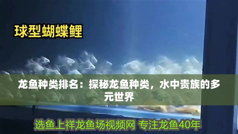 龍魚種類排名：探秘龍魚種類，水中貴族的多元世界
