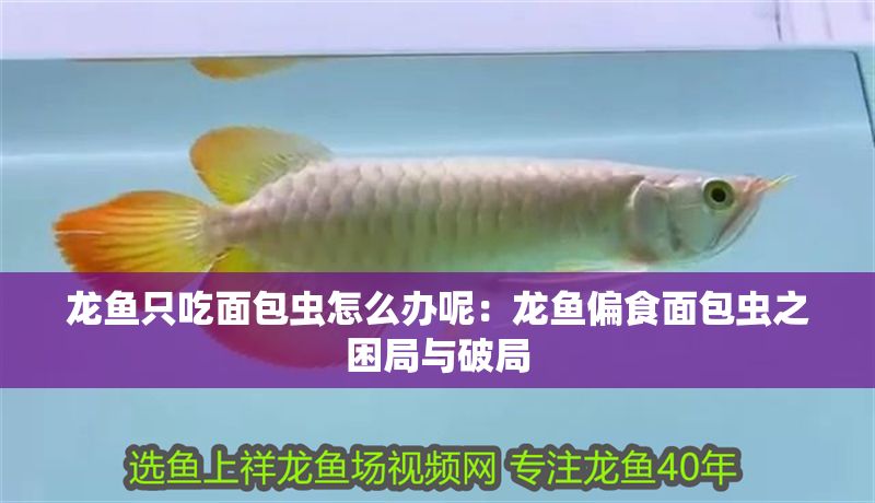 龍魚只吃面包蟲怎么辦呢：龍魚偏食面包蟲之困局與破局