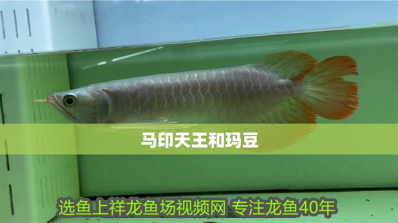 馬印天王和瑪豆