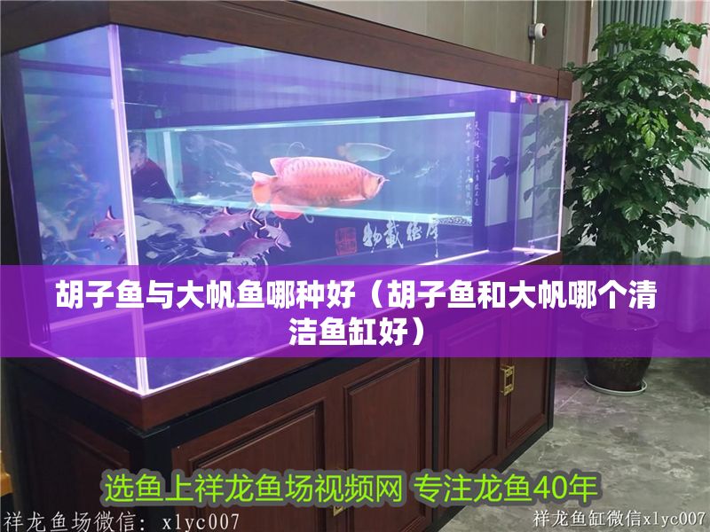 胡子魚與大帆魚哪種好（胡子魚和大帆哪個清潔魚缸好）