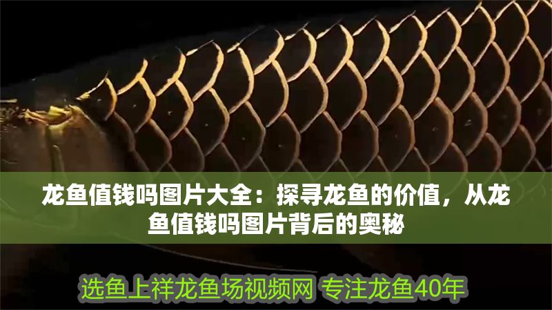 龍魚值錢嗎圖片大全：探尋龍魚的價值，從龍魚值錢嗎圖片背后的奧秘