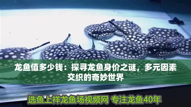 龍魚(yú)值多少錢：探尋龍魚(yú)身價(jià)之謎，多元因素交織的奇妙世界