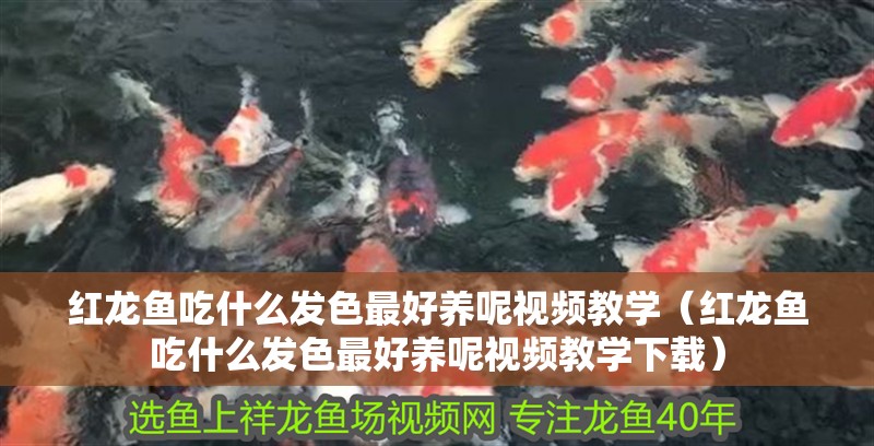 紅龍魚吃什么發色最好養呢視頻教學（紅龍魚吃什么發色最好養呢視頻教學下載）