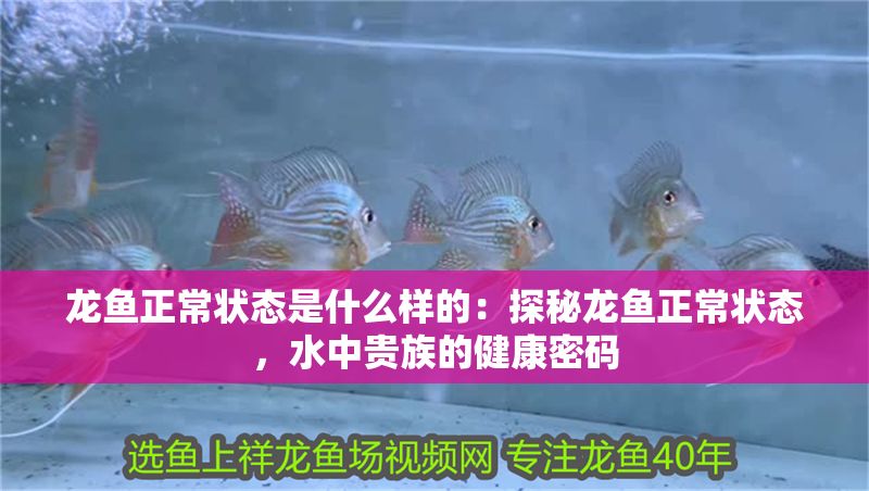 龍魚正常狀態是什么樣的：探秘龍魚正常狀態，水中貴族的健康密碼