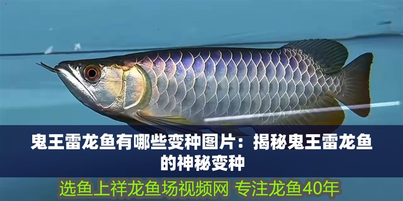 鬼王雷龍魚有哪些變種圖片：揭秘鬼王雷龍魚的神秘變種