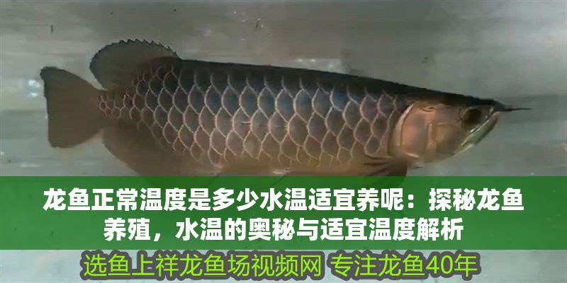 龍魚正常溫度是多少水溫適宜養(yǎng)呢：探秘龍魚養(yǎng)殖，水溫的奧秘與適宜溫度解析