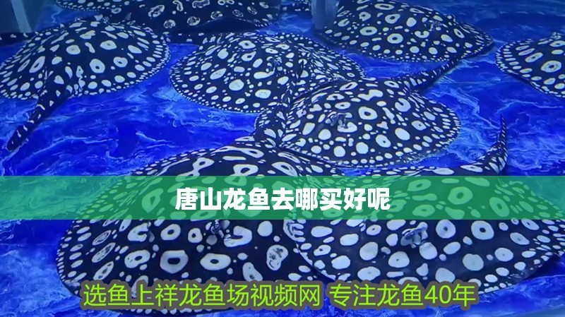 <strong><mark>唐山</mark></strong>龍魚去哪買好呢
